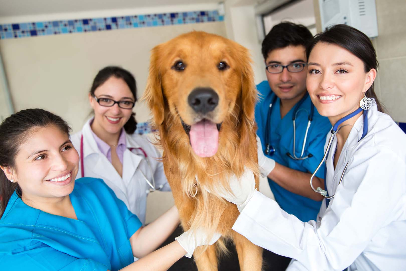 Admissions Veterinary