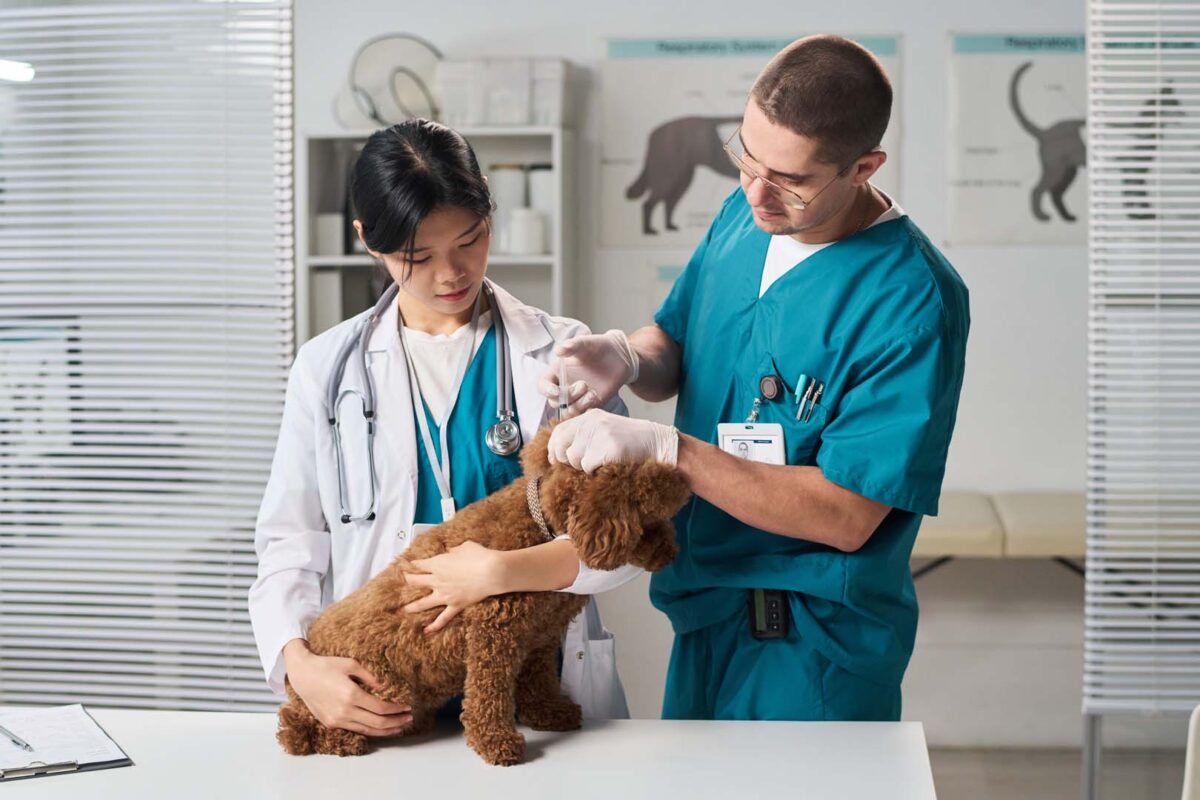 Vet students checking on a dog