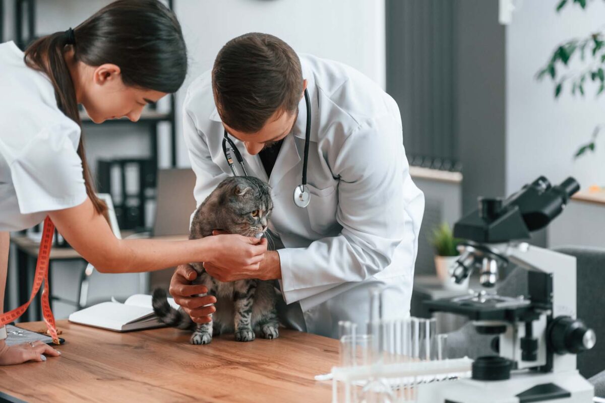 Vet students with a cat On the table