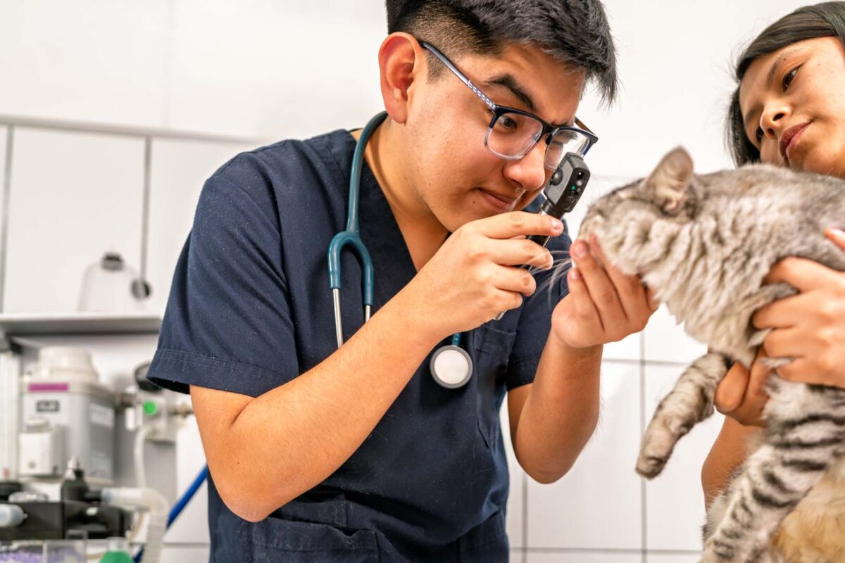 Veterinarian examining kitten